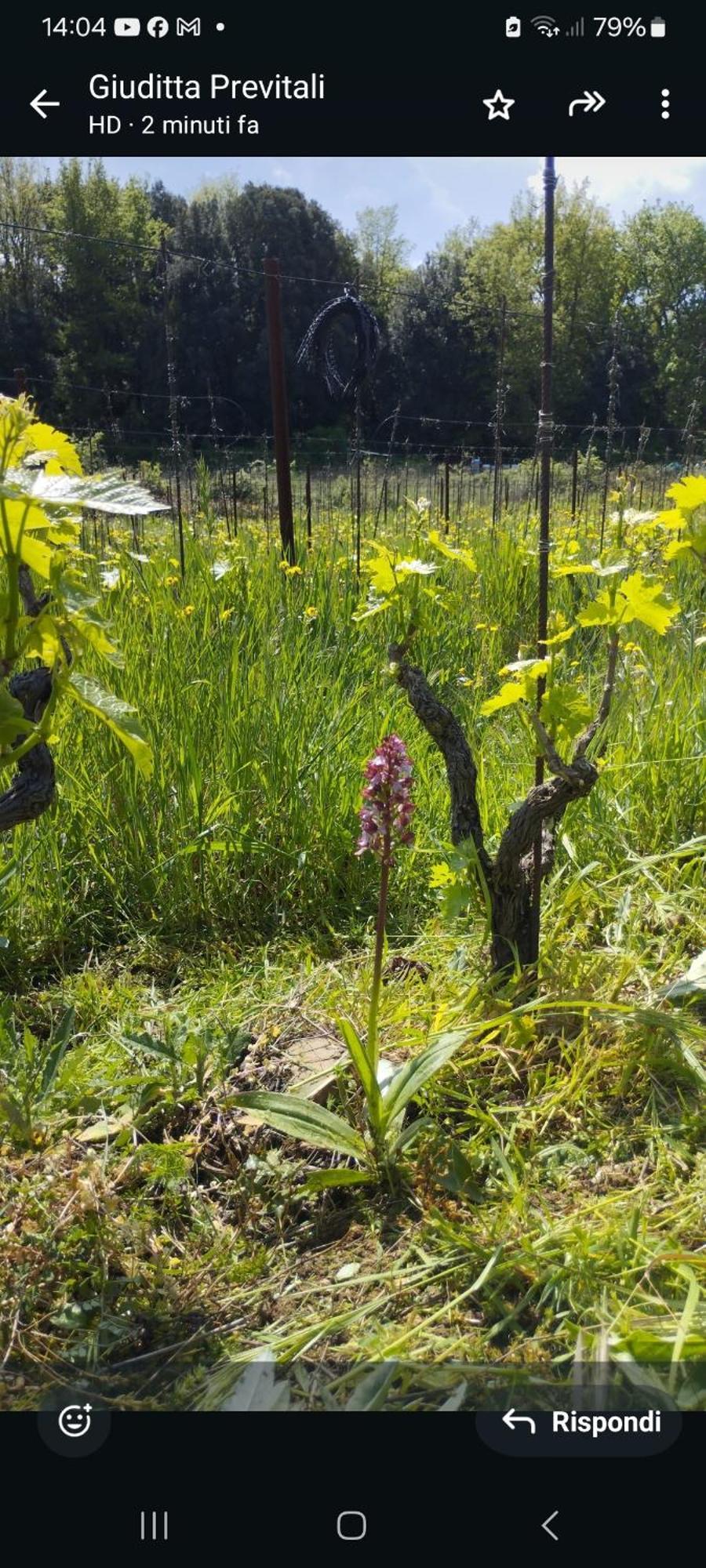 Alojamento de Turismo Rural Pian Di Meta Vecchia *